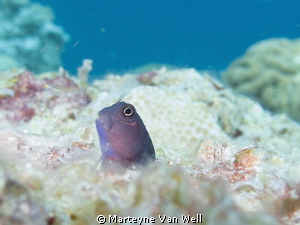 Little goby poking its head out by Marteyne Van Well 